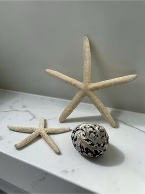 Mother of Pearl Shell Black cream & two Starfish Nautical Beach Coastal Decor